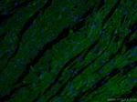 MTCO2 Antibody in Immunohistochemistry (PFA fixed) (IHC (PFA))