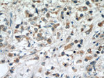 MTCO2 Antibody in Immunohistochemistry (Paraffin) (IHC (P))