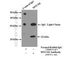 MTCO2 Antibody in Immunoprecipitation (IP)