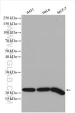 MTCO2 Antibody in Western Blot (WB)