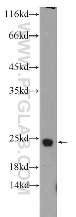 MTCO2 Antibody in Western Blot (WB)