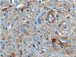 PLA2G4B Antibody in Immunohistochemistry (Paraffin) (IHC (P))