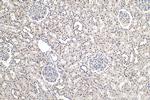 PDGFC Antibody in Immunohistochemistry (Paraffin) (IHC (P))