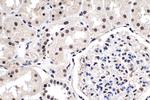 PDGFC Antibody in Immunohistochemistry (Paraffin) (IHC (P))