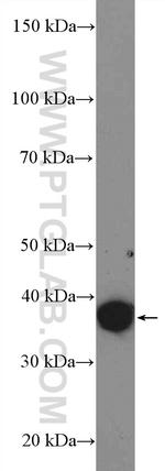 PDGFC Antibody in Western Blot (WB)