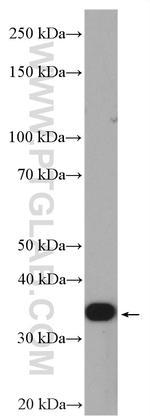 MTCO3 Antibody in Western Blot (WB)