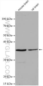 MTCO3 Antibody in Western Blot (WB)