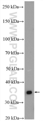 MTCO3 Antibody in Western Blot (WB)