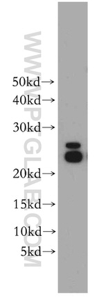 PRDX3 Antibody in Western Blot (WB)