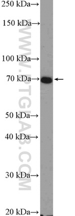 Frizzled 8 Antibody in Western Blot (WB)