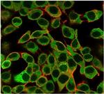 SAMD4B (Transcription Factor) Antibody in Immunocytochemistry (ICC/IF)