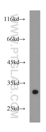 SPI1 Antibody in Western Blot (WB)