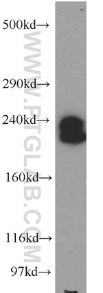 AF-6 Antibody in Western Blot (WB)