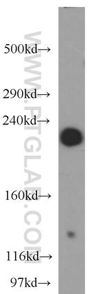 AF-6 Antibody in Western Blot (WB)