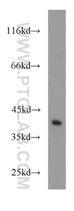 CDK3 Antibody in Western Blot (WB)