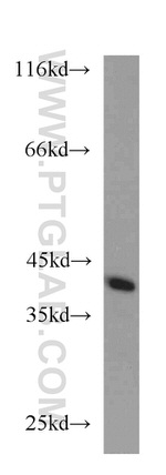 CDK3 Antibody in Western Blot (WB)