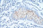 TRPM1 Antibody in Immunohistochemistry (Paraffin) (IHC (P))