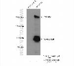 NOTCH3 Antibody in Immunoprecipitation (IP)