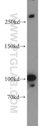 NOTCH3 Antibody in Western Blot (WB)