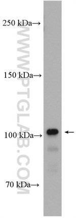 NOTCH3 Antibody in Western Blot (WB)