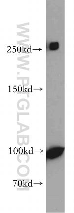 NOTCH3 Antibody in Western Blot (WB)