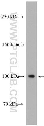 NOTCH3 Antibody in Western Blot (WB)