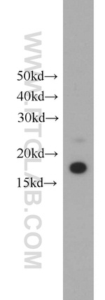 PUMA Antibody in Western Blot (WB)