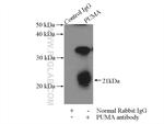 PUMA Antibody in Immunoprecipitation (IP)