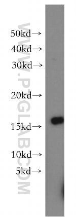 PUMA Antibody in Western Blot (WB)