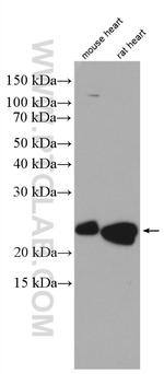 PUMA Antibody in Western Blot (WB)