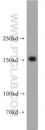 PTPRZ1 Antibody in Western Blot (WB)