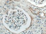 Collagen Type IV Antibody in Immunohistochemistry (Paraffin) (IHC (P))