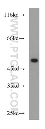 S1PR1/EDG1 Antibody in Western Blot (WB)