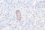 Alpha SMA Antibody in Immunohistochemistry (Paraffin) (IHC (P))