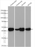 Alpha SMA Antibody in Western Blot (WB)