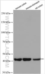 Alpha SMA Antibody in Western Blot (WB)