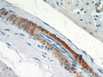 Alpha SMA Antibody in Immunohistochemistry (Paraffin) (IHC (P))