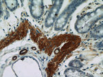 Alpha SMA Antibody in Immunohistochemistry (Paraffin) (IHC (P))