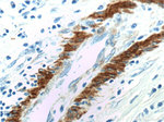 Alpha SMA Antibody in Immunohistochemistry (Paraffin) (IHC (P))