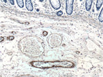 Alpha SMA Antibody in Immunohistochemistry (Paraffin) (IHC (P))