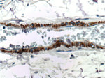 Alpha SMA Antibody in Immunohistochemistry (Paraffin) (IHC (P))