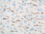 Alpha SMA Antibody in Immunohistochemistry (Paraffin) (IHC (P))
