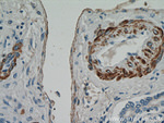 Alpha SMA Antibody in Immunohistochemistry (Paraffin) (IHC (P))