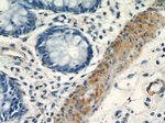 Alpha SMA Antibody in Immunohistochemistry (Paraffin) (IHC (P))