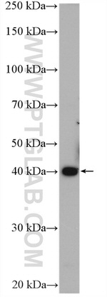 Alpha SMA Antibody in Western Blot (WB)