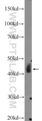 Alpha SMA Antibody in Western Blot (WB)