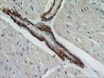 Alpha SMA Antibody in Immunohistochemistry (Paraffin) (IHC (P))