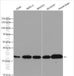 PPP1CB Antibody in Western Blot (WB)