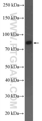 ARHGAP10 Antibody in Western Blot (WB)