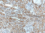 AVPR1B Antibody in Immunohistochemistry (Paraffin) (IHC (P))